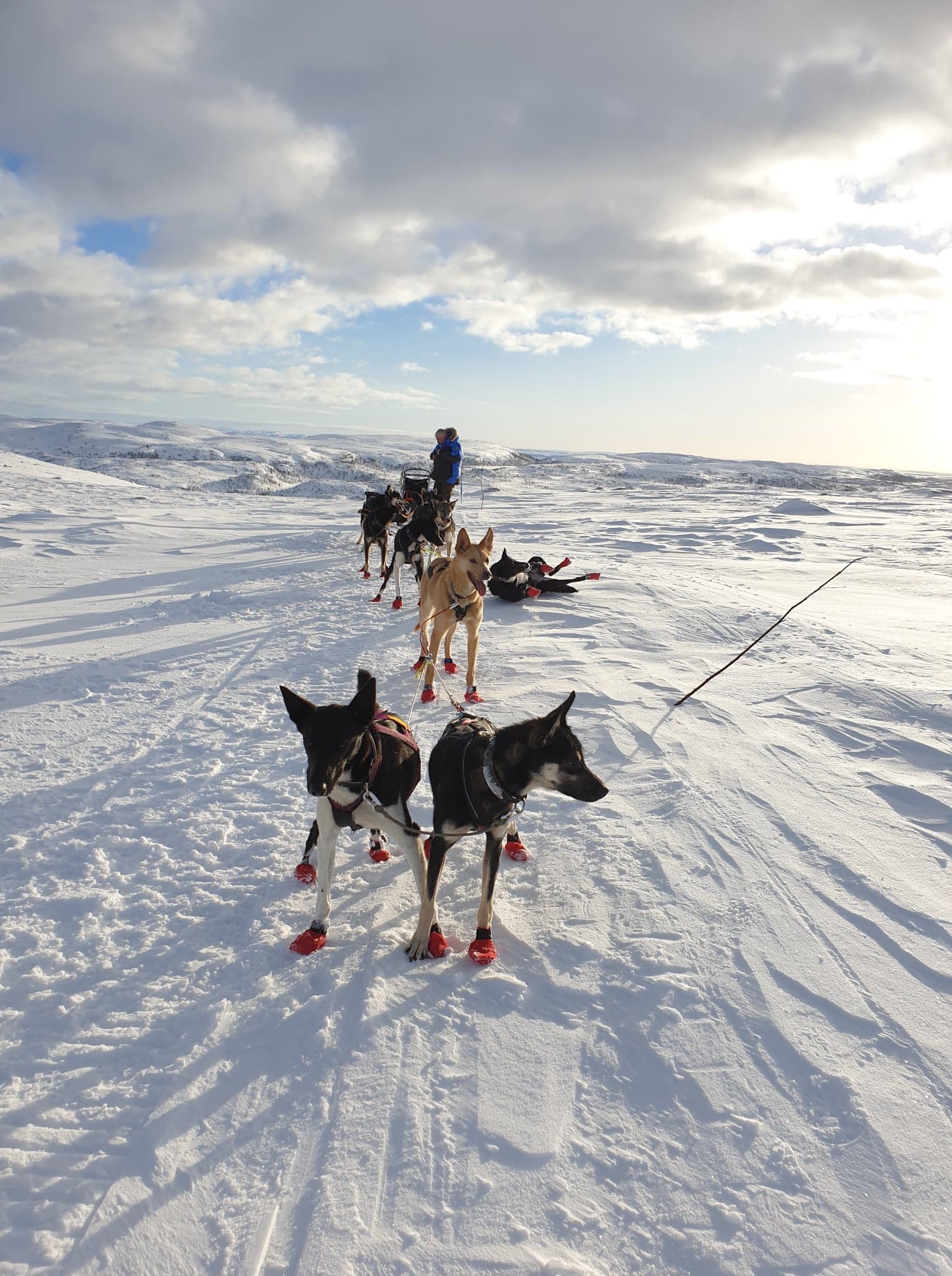 Important reminder for mushers resting on the trail