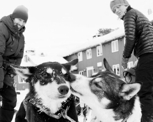 Finnmarksløpet 2019 – sterkt fokus på dyrevelferd