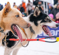 Slik følger du Finnmarksløpet